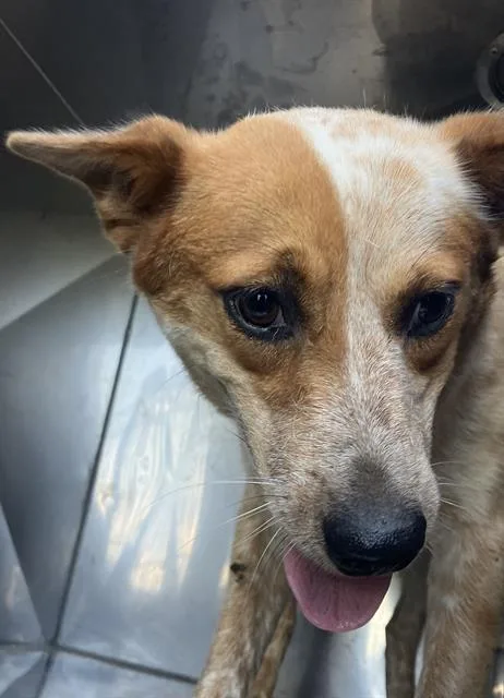An adult medium-sized female Mixed Breed dog named Oakley for adoption in Dallas, TX
