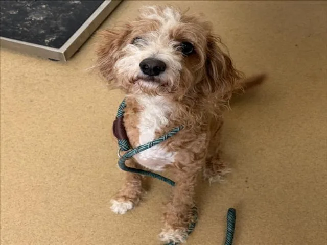 An adult medium-sized male Poodle dog named Ksubi for adoption in Derwood, MD