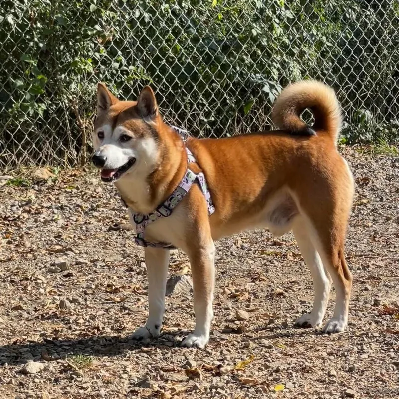 A senior medium-sized male Yellow / Tan / Blond / Fawn Shiba Inu dog named Archibald for adoption in Oak Ridge, TN
