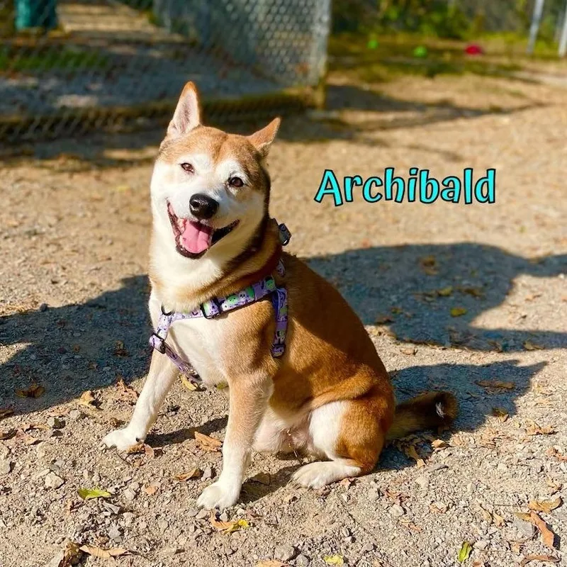 Archibald thumbnail 2