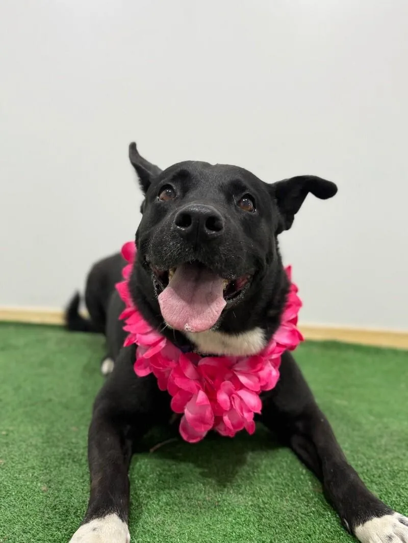 A young large-sized male Black Labrador Retriever dog named Bruno for adoption in Carlsbad, CA
