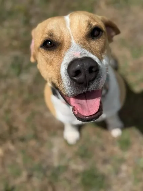 An adult large-sized female Brown / Chocolate American Foxhound dog named Alpine for adoption in Lynn Haven, FL