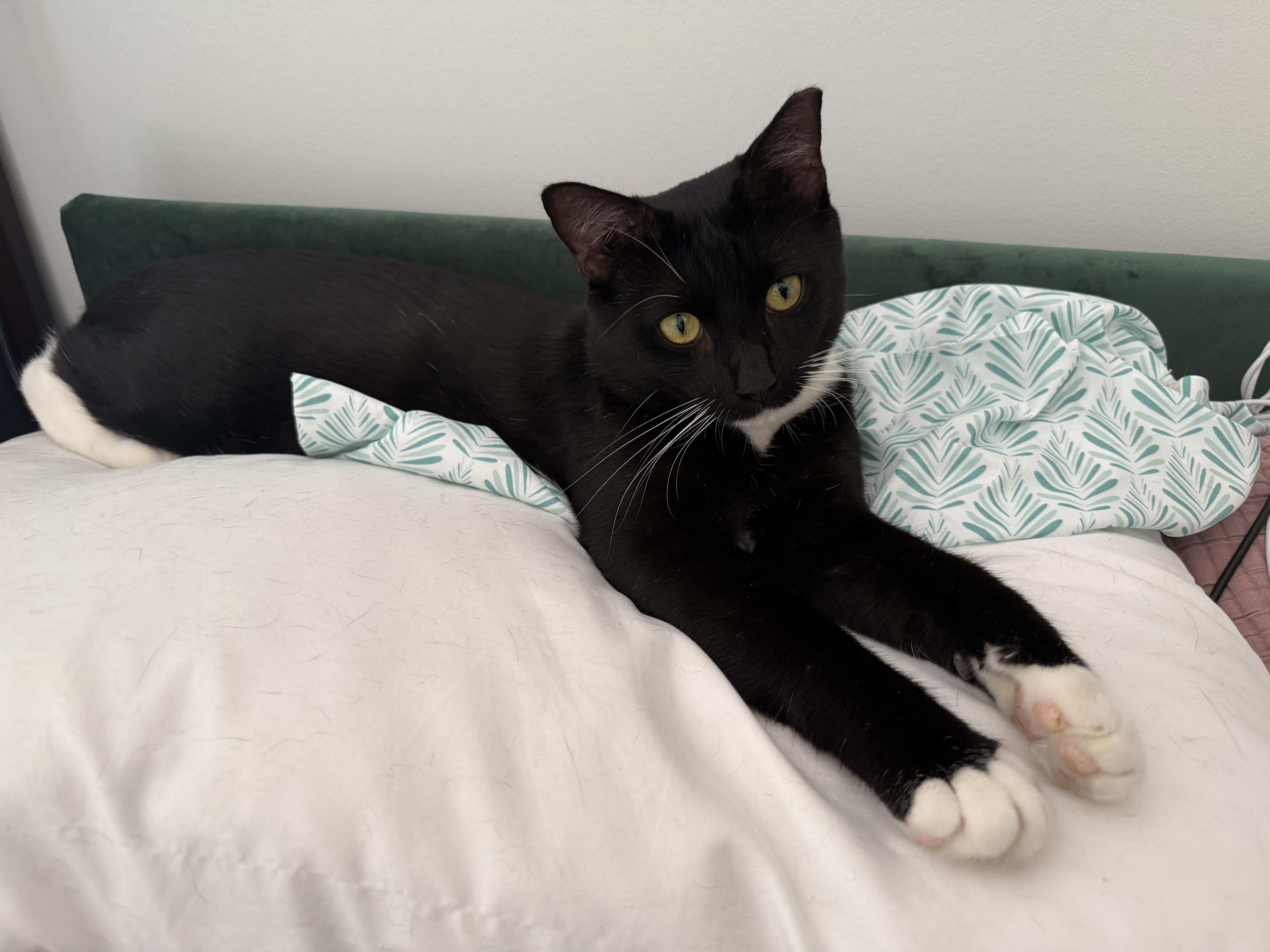 A young medium-sized male Black & White / Tuxedo Domestic Short Hair cat named Sylvester for adoption in Nashville, TN