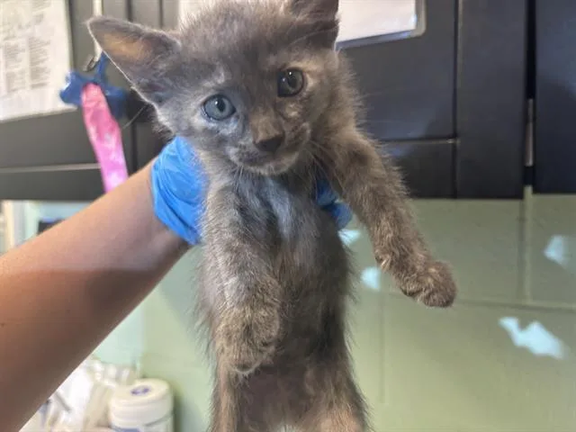 A baby small-sized female Domestic Short Hair cat named Bellatrix for adoption in Grand Prairie, TX