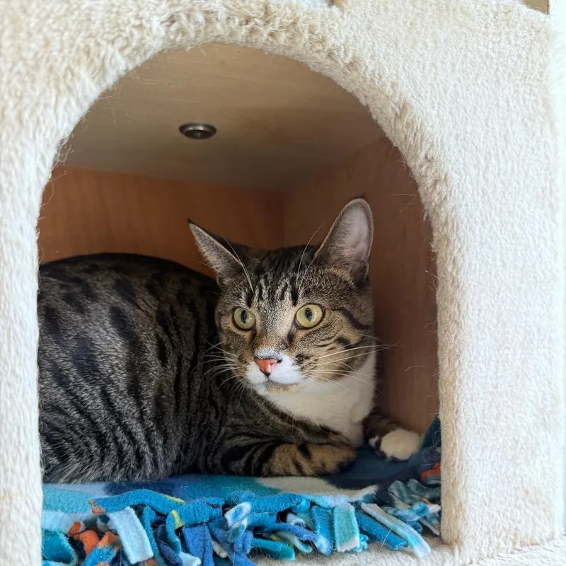 An adult large-sized male Brown / Chocolate Domestic Short Hair cat named Noah for adoption in Naperville, IL