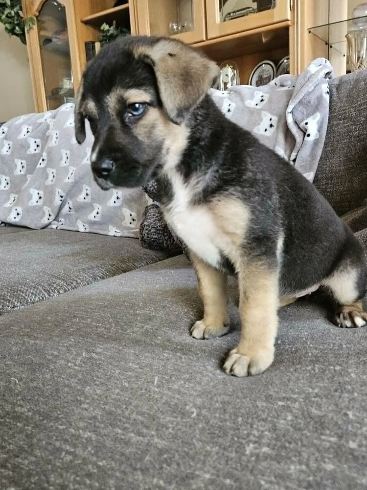 Mochi