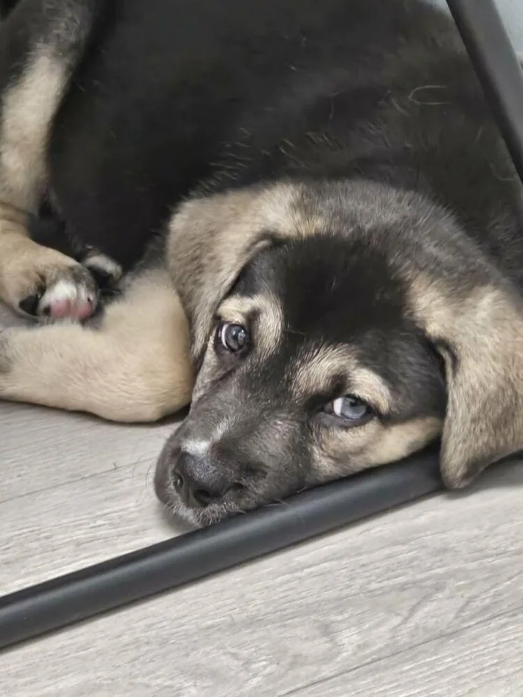 Mochi thumbnail 2