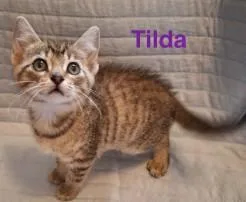 Tilda