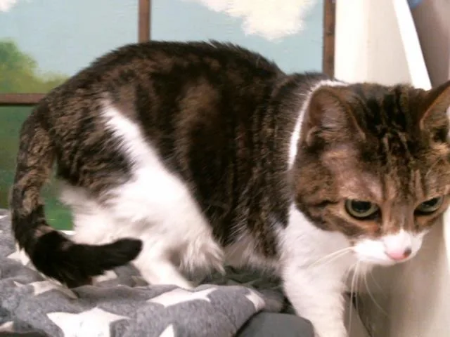 A senior large-sized male Domestic Short Hair cat named Raphael for adoption in Houston, TX