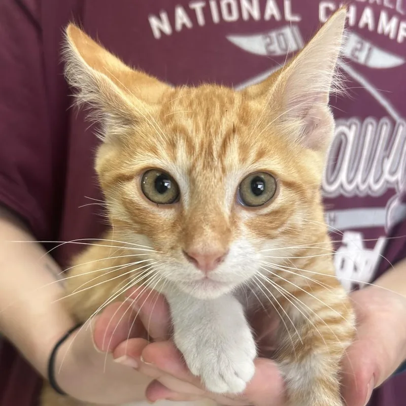 A baby small-sized male Orange / Red Domestic Short Hair cat named Moe for adoption in West Point, MS