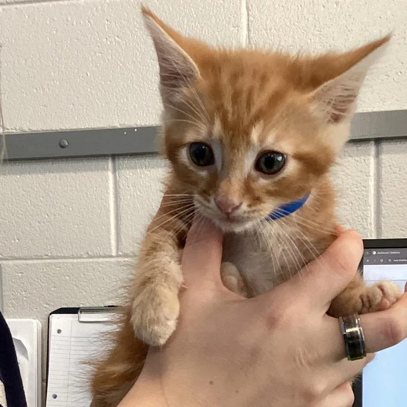 A baby small-sized male Orange / Red Domestic Short Hair cat named Bop for adoption in Montgomery, AL