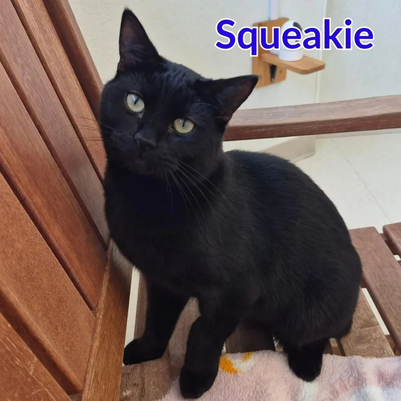 Squeakie