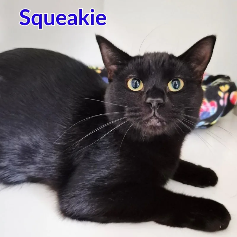 Squeakie thumbnail 2