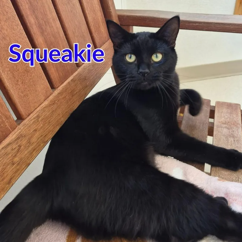 Squeakie thumbnail 3