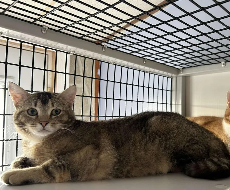 An adult small-sized female Domestic Short Hair cat named Betsy for adoption in Pine Grove, PA