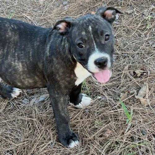 A baby small-sized female Brindle Terrier dog named Nova Lonestar for adoption in Rockaway, NJ