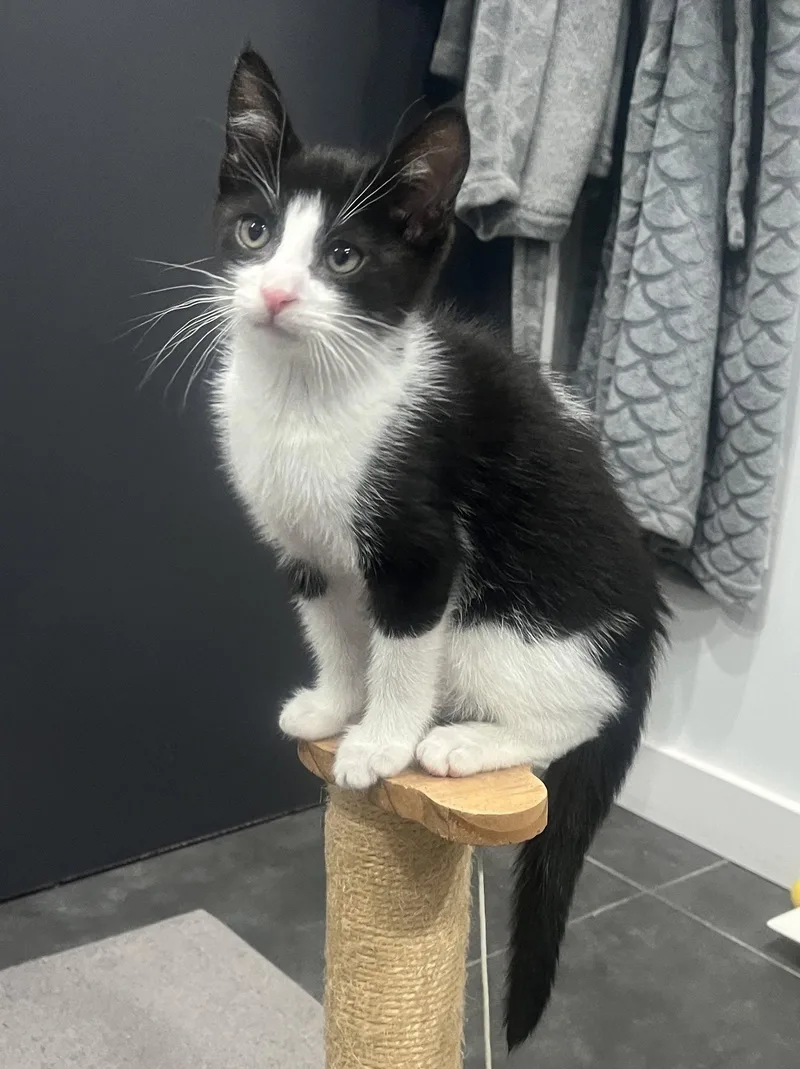 A baby medium-sized male Tuxedo cat named Pip II for adoption in Alameda, CA
