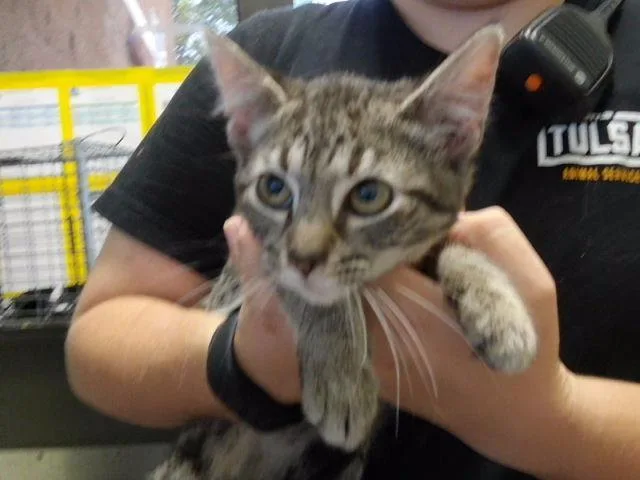 A baby small-sized female Domestic Short Hair cat named Mckinley for adoption in Tulsa, OK