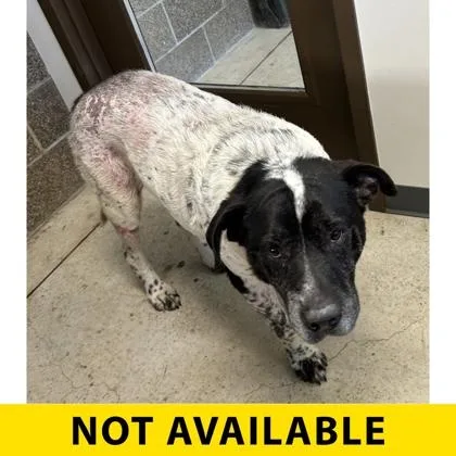 A senior large-sized male Mixed Breed dog named Kanto for adoption in Eugene, OR