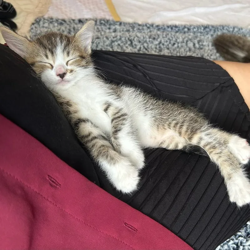 A baby small-sized male Domestic Short Hair cat named Cricket for adoption in Fairfax, VA