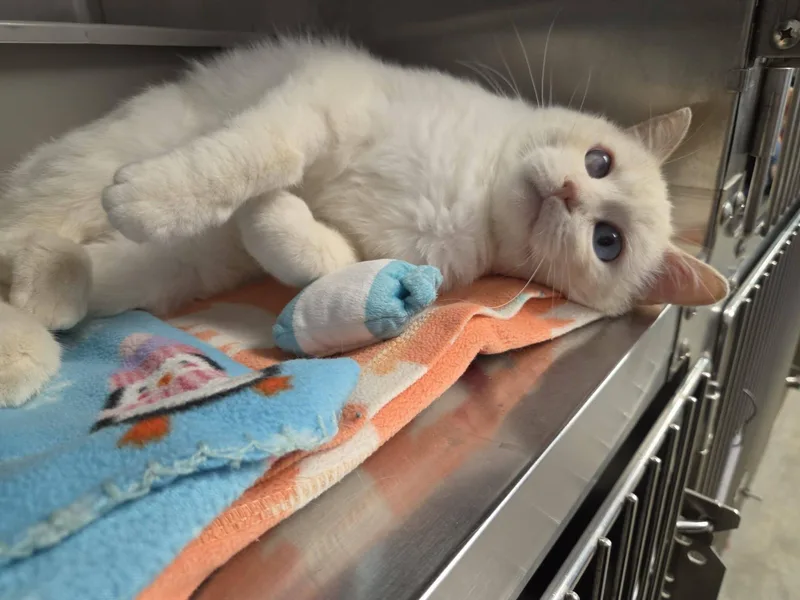 An adult medium-sized male White Domestic Short Hair cat named Weezing for adoption in Chilton, WI