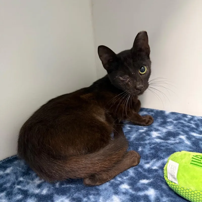 A young small-sized female Black Domestic Short Hair cat named Larona for adoption in Port Richey, FL