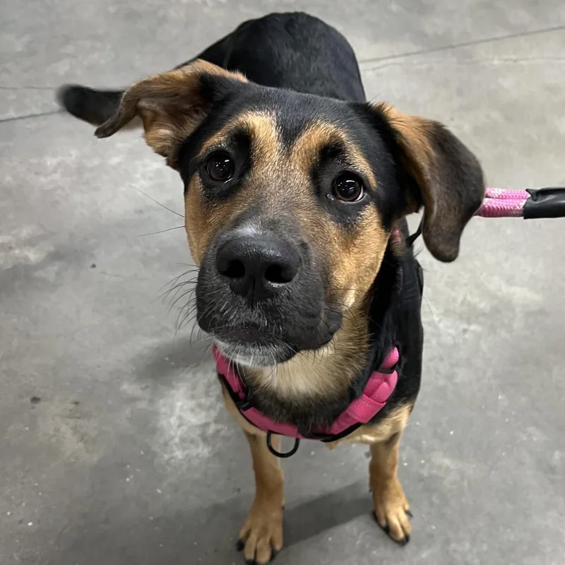 A young medium-sized female Black Shepherd dog named Daisy for adoption in Tampa, FL