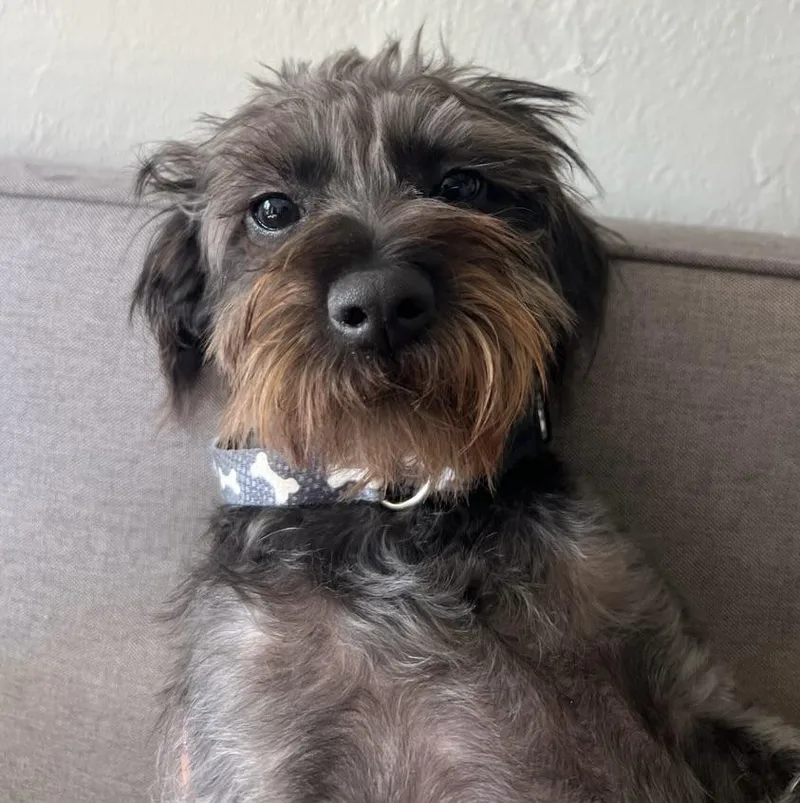 Young Toto Loves