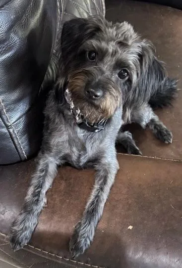 Young Toto  Loves thumbnail 2