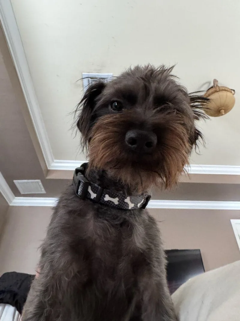 Young Toto  Loves thumbnail 3