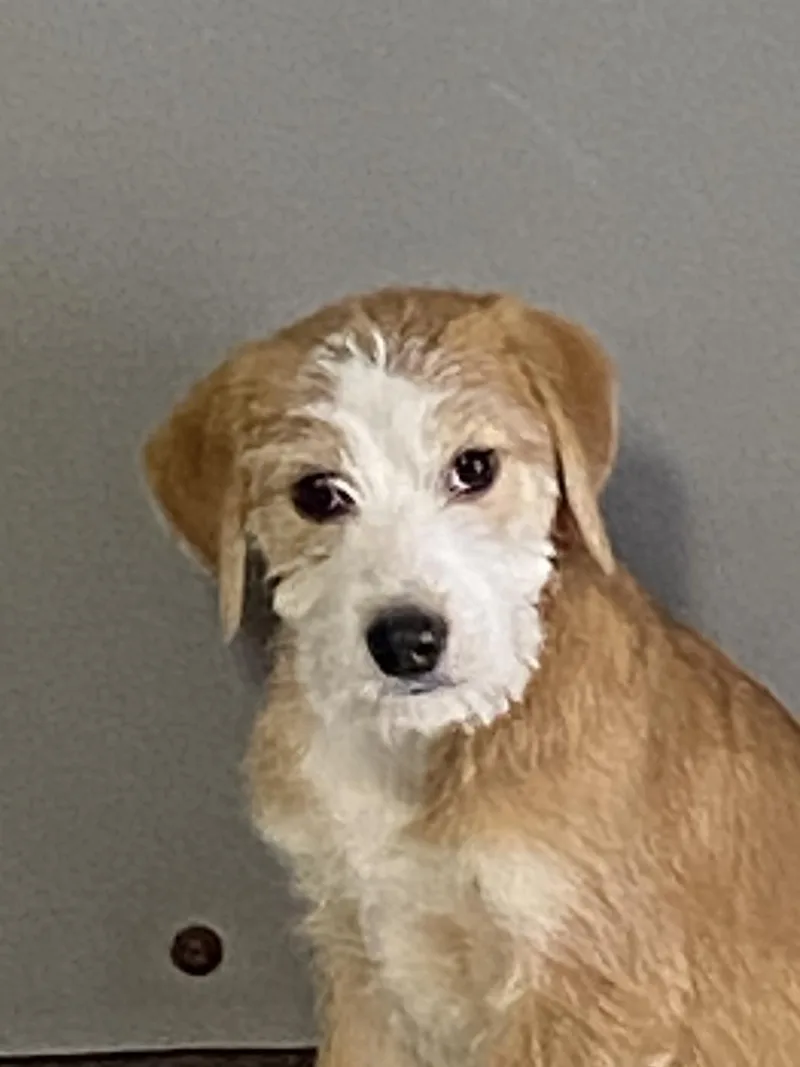 A baby medium-sized female Wirehaired Terrier dog named Millie for adoption in Hartford, KY