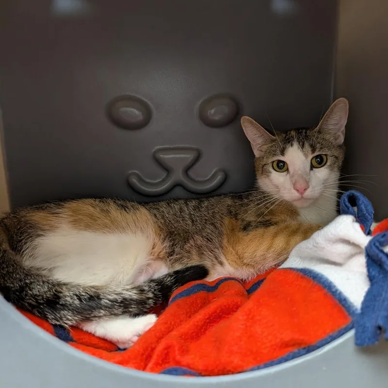 A young medium-sized female Calico Domestic Short Hair cat named Milotic for adoption in Brookfield, WI