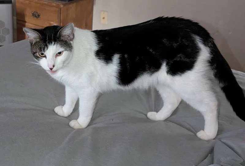 A young medium-sized male Black & White / Tuxedo Domestic Short Hair cat named Mr. Rogers for adoption in Glendale, AZ