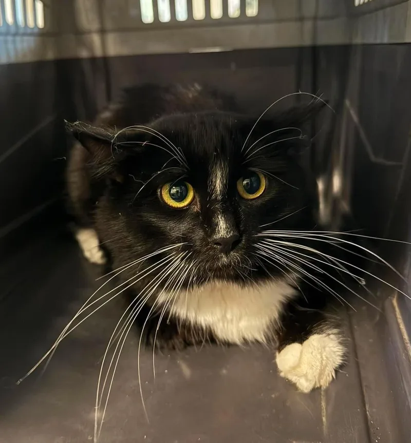 An adult medium-sized male Black Domestic Medium Hair cat named Binky for adoption in Rockwall, TX