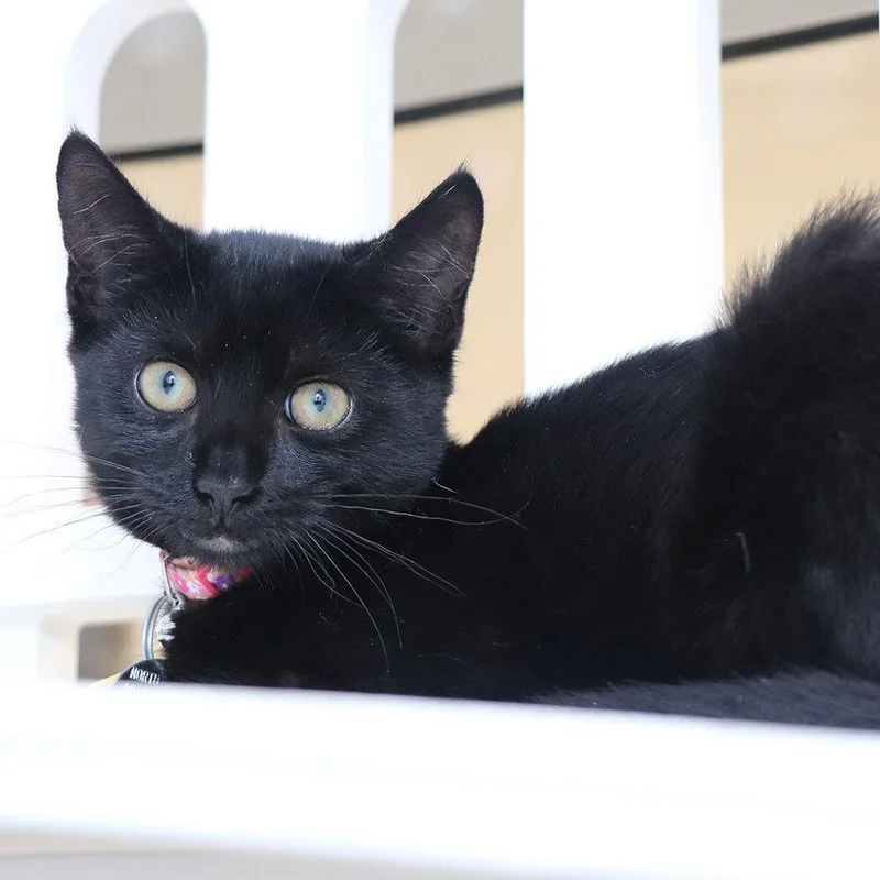 A baby small-sized female Domestic Short Hair cat named H for adoption in Port Washington, NY