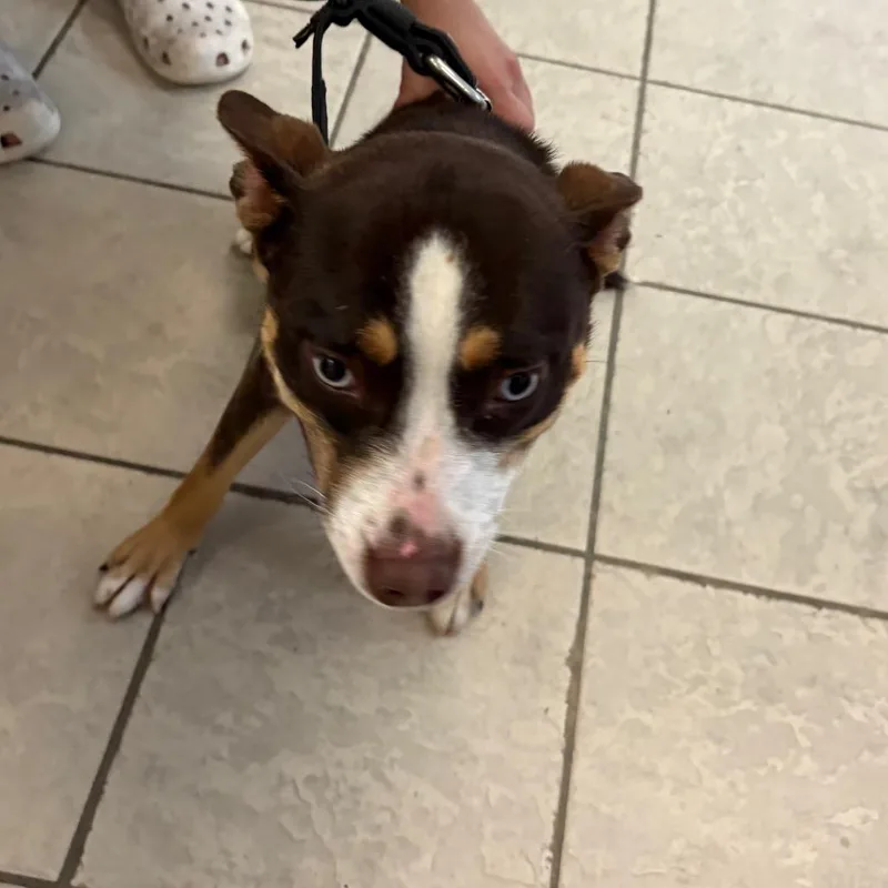 An adult small-sized female Brown / Chocolate Mixed Breed dog named StrayBishopDrive for adoption in Columbus, GA