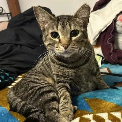 An adult small-sized female Black Domestic Short Hair cat named Marshmallow for adoption in Norman, OK