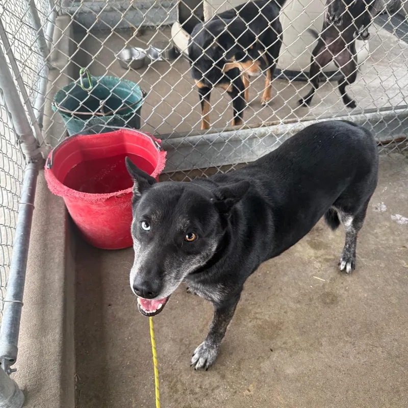 An adult large-sized female Black Pit Bull Terrier dog named Valerie D for adoption in Corsicana, TX