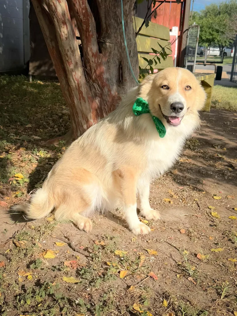 An adult medium-sized male Border Collie dog named Smokey for adoption in Winter, WI