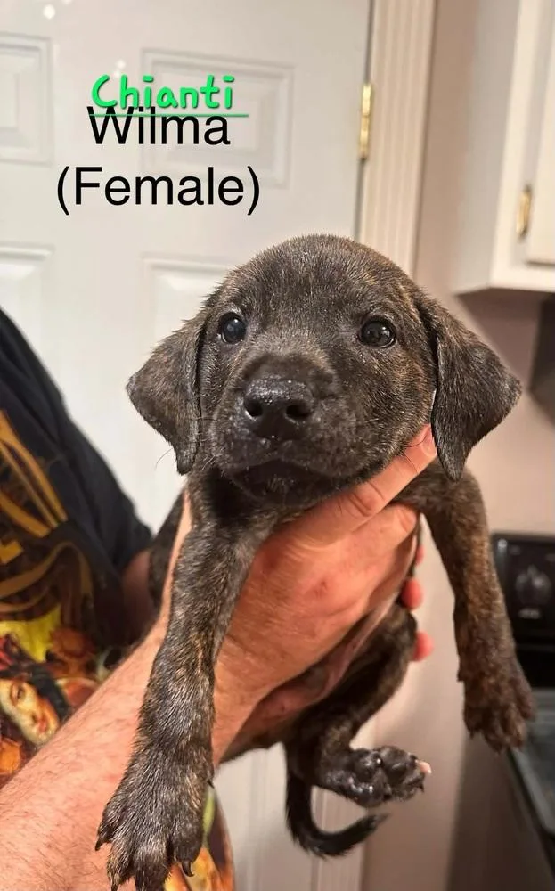 A baby small-sized female Brindle Terrier dog named Chianti for adoption in Evansville, IN