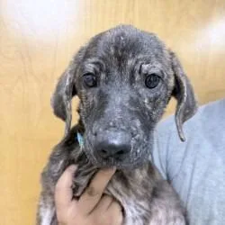 A baby small-sized female Brindle Terrier dog named Ruby for adoption in Tyler, TX