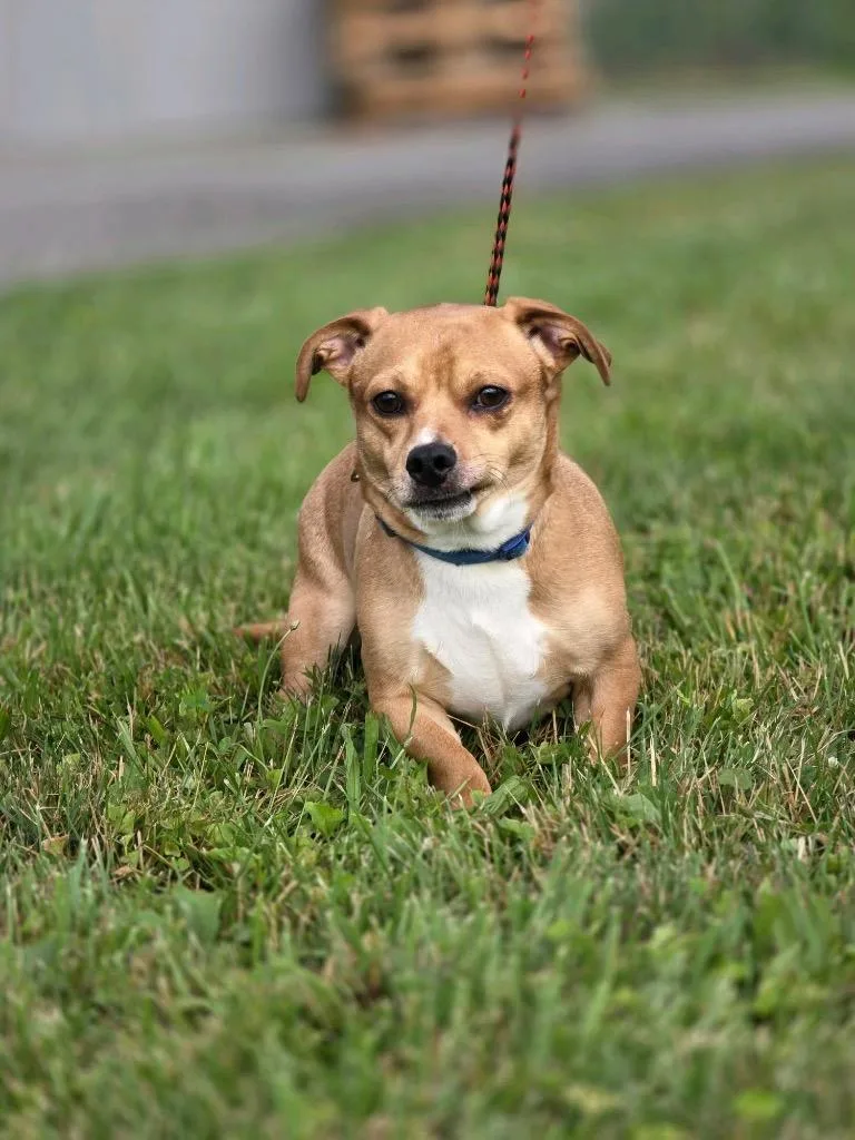 A young medium-sized male Chihuahua dog named Toto for adoption in Huntington, IN