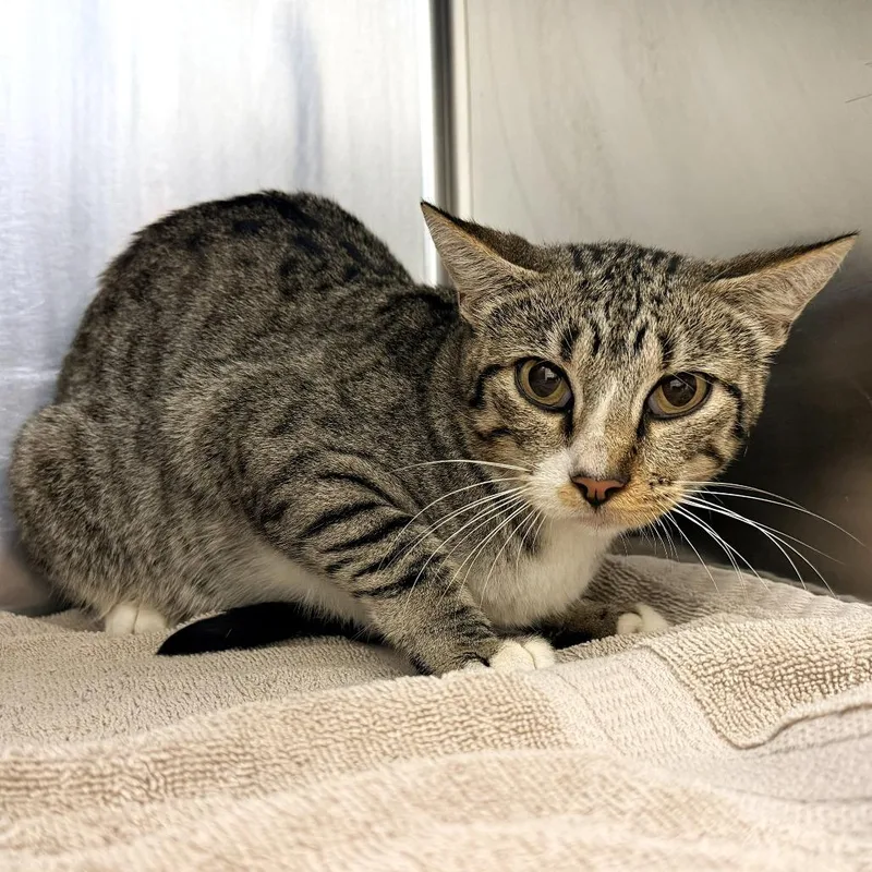 An adult medium-sized female Gray / Blue / Silver Domestic Short Hair cat named Lilly for adoption in Warrensburg, MO