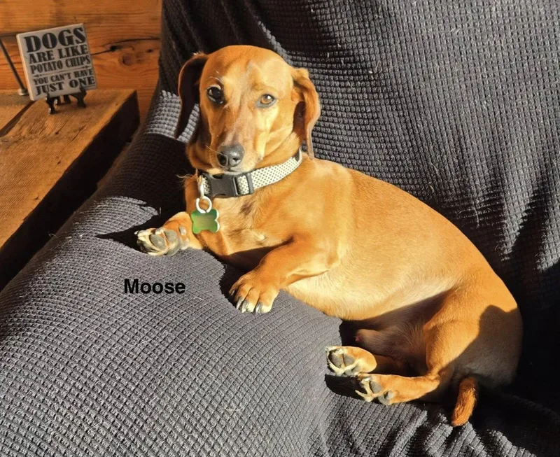 Moose