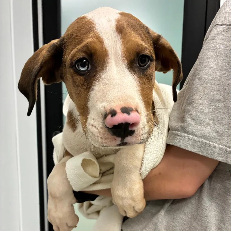 A baby small-sized male Brown / Chocolate Catahoula Leopard Dog dog named Zeppelin for adoption in Abilene, TX
