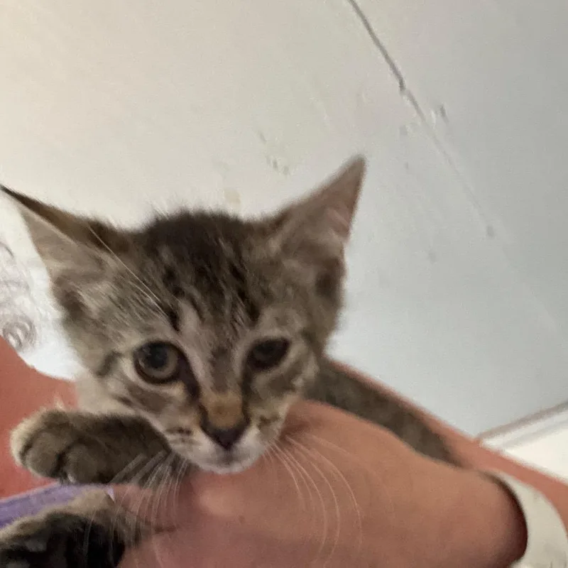 A baby small-sized female Gray / Blue / Silver Domestic Short Hair cat named Vodka for adoption in Hattiesburg, MS