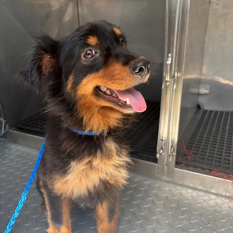 An adult small-sized female Black Australian Shepherd dog named Barb for adoption in Bryan, TX
