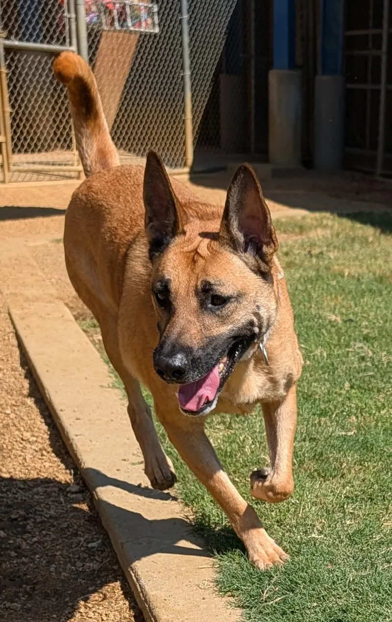 An adult large-sized female Belgian Shepherd / Malinois dog named Mia A for adoption in Plano, TX