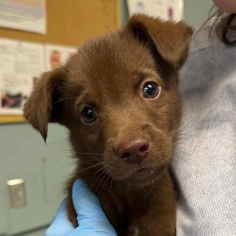A baby small-sized male Brown / Chocolate Chocolate Labrador Retriever dog named Thing for adoption in Greenville, SC