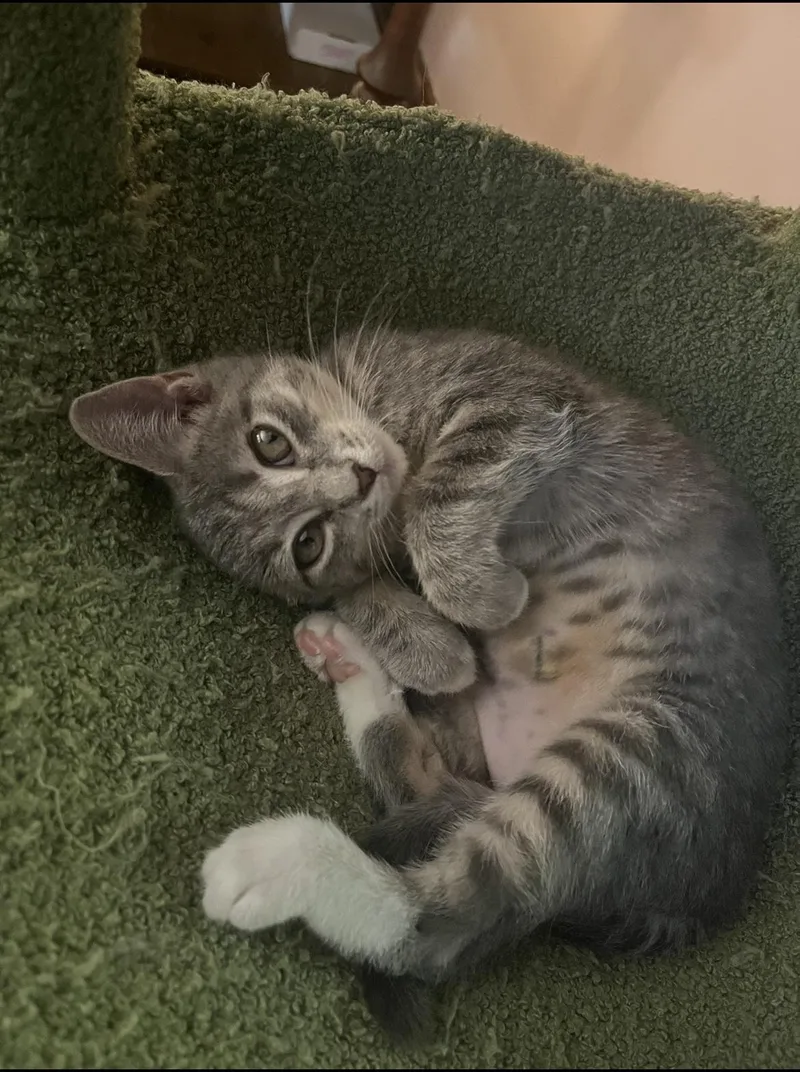 A young medium-sized female Gray & White Domestic Short Hair cat named Potsticker for adoption in Belchertown, MA